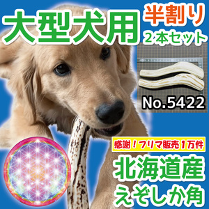 ■ 大型犬用 ■ 半割り 2本セット■ 天然 北海道産 蝦夷鹿の角 ■ 犬のおもちゃ ■ 無添加 エゾシカ ツノ 鹿の角 犬 ■ 54221