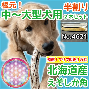 ■ 中～大型犬用 ■ 根元部分 半割り 2本セット ■ 天然 北海道産 蝦夷鹿の角 ■ 犬のおもちゃ ■ 無添加 エゾシカ ツノ 鹿の角 犬 46211