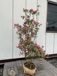 ■■花終わりにつき値下げ！　キリシマツツジ　　紅紫色　　樹高1.2ｍ　　品種は不明　461C