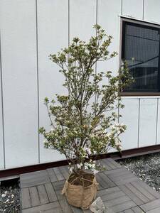 ## flower . comparatively attaching price cut! drill sima azalea ultimate small wheel. kind color height of tree approximately 1.2m goods kind is unknown 1459B