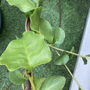 食べれる園芸 美味しい♪おかわかめ むかご 6個入り オカワカメ ムカゴ 一年中植えられます! 栽培簡単！の画像4