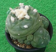 サボテン、多肉植物　翠冠玉-12_画像1