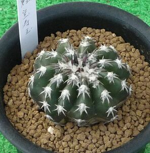  cactus, succulent plant disco .. sphere -18