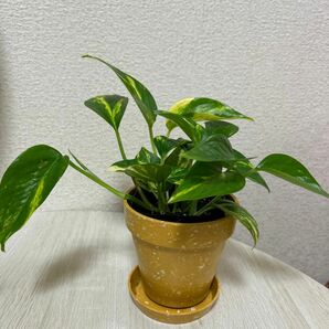 ポトスゴールデン 観葉植物 斑入り