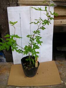  mulberry seedling 5 number pot mountain mulberry ...No.1