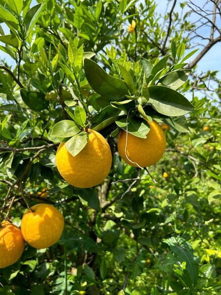 ★ジューシー！甘・酸・甘！★ 河内晩柑５キロ箱入　箱込み４.５キロ位小玉