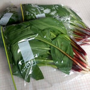 【300g1500円送料込】春の味覚 北海道十勝産天然もの行者ニンニク アイヌネギ 行者にんにくギョウジャニンニクrの画像5