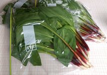 【300g1500円送料込】春の味覚　北海道十勝産天然もの行者ニンニク アイヌネギ　行者にんにくギョウジャニンニクh_画像4