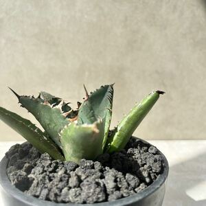 【発根済】　アガベ チタノタ Fo 222 ブツブツ Agave Titanota FO222 強棘 スタッズ　多肉植物　激レア