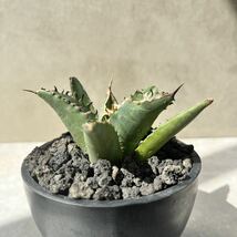 【発根済】　アガベ チタノタ Fo 222 ブツブツ Agave Titanota FO222 強棘 スタッズ　多肉植物　激レア_画像6