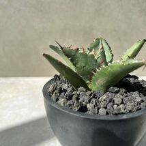 【発根済】　アガベ チタノタ Fo 222 ブツブツ Agave Titanota FO222 強棘 スタッズ　多肉植物　激レア_画像5