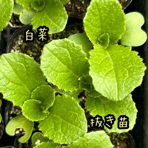 春まき 春光白菜 ハクサイ 抜き苗 5苗 野菜 家庭菜園