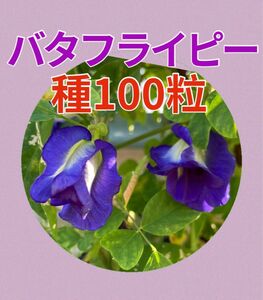 沖縄 バタフライピー 種 100粒 無農薬