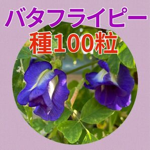 沖縄 バタフライピー 種 100粒 無農薬