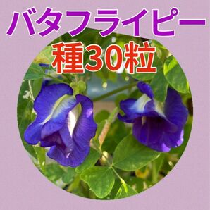 沖縄 バタフライピー 種 30粒 無農薬