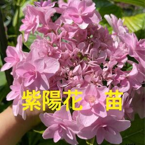 紫陽花 アジサイ　苗　挿し木苗　1株　八重　ピンク