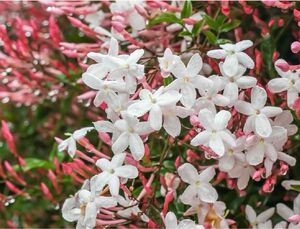 ハゴロモ ジャスミン 挿し木苗　1苗　香の良い白花