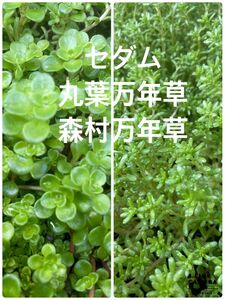 丸葉万年草、森村万年草　MIX　苗　トレーいっぱい　多肉植物 セダム