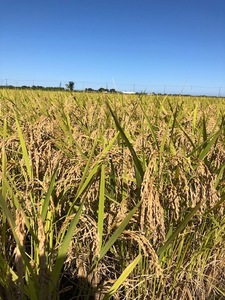 新米　減農薬栽培　農家直送　令和５年産 白鳥飛来の郷 川島町★彩のきずな（精米２４ｋｇ）無料で３小分け・送料込み！