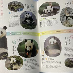 神戸 王子動物園 Habataki タンタン 旦旦 特集号 冊子  １冊 ポスター ジャイアントパンダ パンダ レア 珍品の画像3