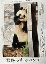 企画展　タンタン　物語の中のパンダ フライヤー チラシ ３枚セット 神戸王子動物園　ジャイアントパンダ_画像1