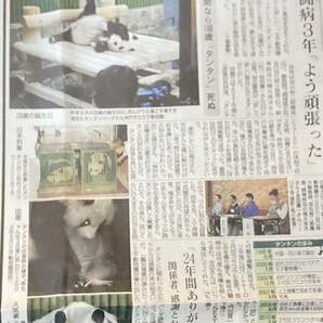 国内最高齢パンダ28歳 タンタン 天国へ 2024年4月2日 神戸新聞 記事 ジャイアントパンダ 神戸 王子動物園 旦旦 まるごと1紙の画像4