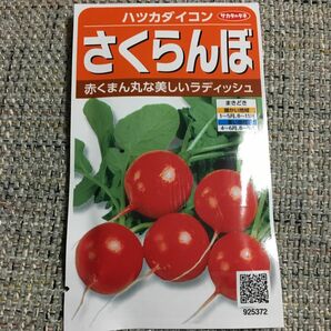 サカタのタネ 実咲野菜5372 さくらんぼ ハツカダイコン 00925372 1袋