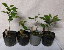 tsuma　果樹の実生苗を４ポット_画像1