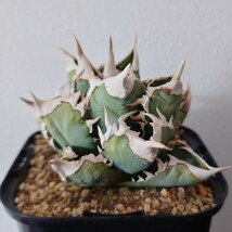 アガベ チタノタ Agave titanota extra white thorn 子株 検索 ホオジロザメ 大白鯊 シーザー ハーデス 厳竜 多肉植物 塊根植物 犀牛_画像5