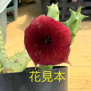 ☆多肉植物☆ガガイモ☆フェルニア ペンデュラ☆鉢6.5センチ☆花見本載せました☆の画像9