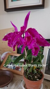 洋蘭 原種 C.maxima rubra 'Darth Vader' (OG)