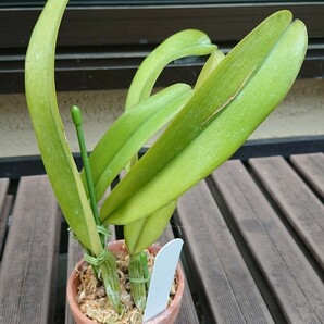 洋蘭原種 C.schroederae x sib ('Jungle Plants select' x alba Hercules' ) セミアルバ期待のシブリングの画像4