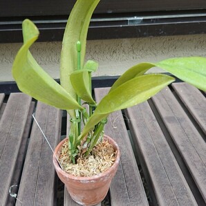 洋蘭原種 C.schroederae x sib ('Jungle Plants select' x alba Hercules' ) セミアルバ期待のシブリングの画像3