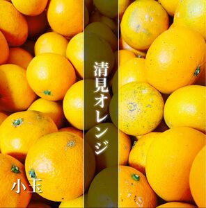 有田産みかん　清見オレンジ　1キロ　訳あり　小玉　産地直送　和歌山県産　柑橘