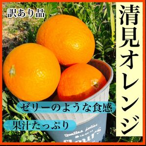 清見オレンジ　10キロ　訳あり　サイズ混合　産地直送　有田みかん　柑橘　和歌山みかん　