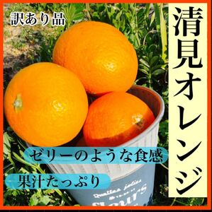 清見オレンジ　10キロ　訳あり　サイズ混合　産地直送　有田みかん　柑橘　和歌山みかん　