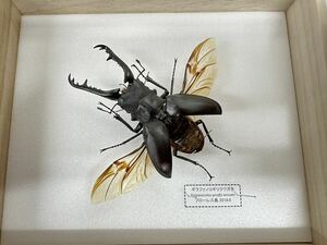 [ выставка пара settled ]gi черновой . Prosopocoilus inclinatus 96mm. sho type [ образец ]