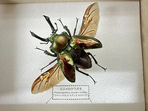 【展足済】 ニジイロクワガタ 58mm飛翔型 【標本】