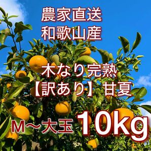 12.和歌山産 訳あり甘夏(あまなつ)★木なり完熟10キロ㎏【農家直送 】 