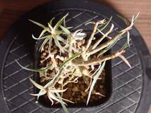 ユーフォルビア バルサミフェラ Euphorbia balsamifera_画像9
