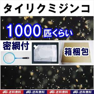 【送料込】タイリクミジンコ　約1000匹　密網付　補償有　発地神奈川　ニセオオミジンコ　メダカ・金魚・ベタ・グッピー・イモリ幼生等の餌