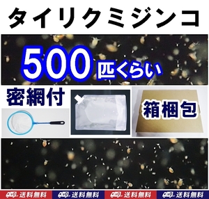 【送料込】タイリクミジンコ　約500匹　 密網付　活き餌　ニセオオミジンコ　メダカ・金魚・ベタ・ウーパールーパー幼生・イモリ幼生等の餌