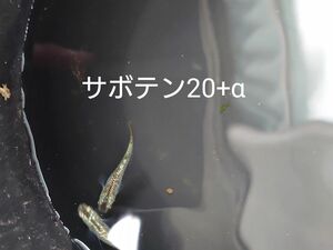 【タナメダカ】サボテン20+α