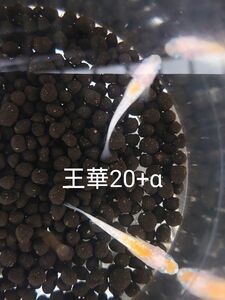 【タナメダカ】王華20+α