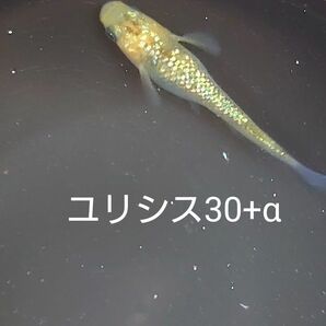 【タナメダカ】ユリシス30+α 