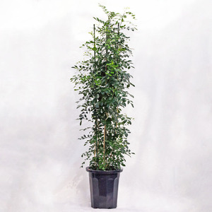 観葉植物 大型 シルクジャスミン（月橘・ゲッキツ） / 10寸・約W65×H150～170cm
