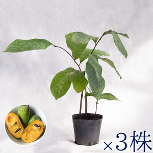 庭木・植木 ポポー（ポーポー） 3年生苗【実生】2本立 / 4寸・約H30〜40cm【3株セット】