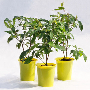  садовое дерево * растение лимон mart ru/ 4 размер * примерно H40cm[3 АО комплект ]