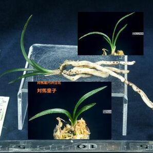 ran3617花ごよみ 富貴蘭・韓国春蘭 ・チャボ系深帽子覆輪【伽椰 】日本春蘭・対馬産小型豆花【(仮)対馬童子】2点お棚整理品・苔巻き172の画像5