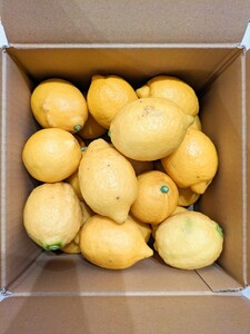 和歌山県産　レモン　2.5kg